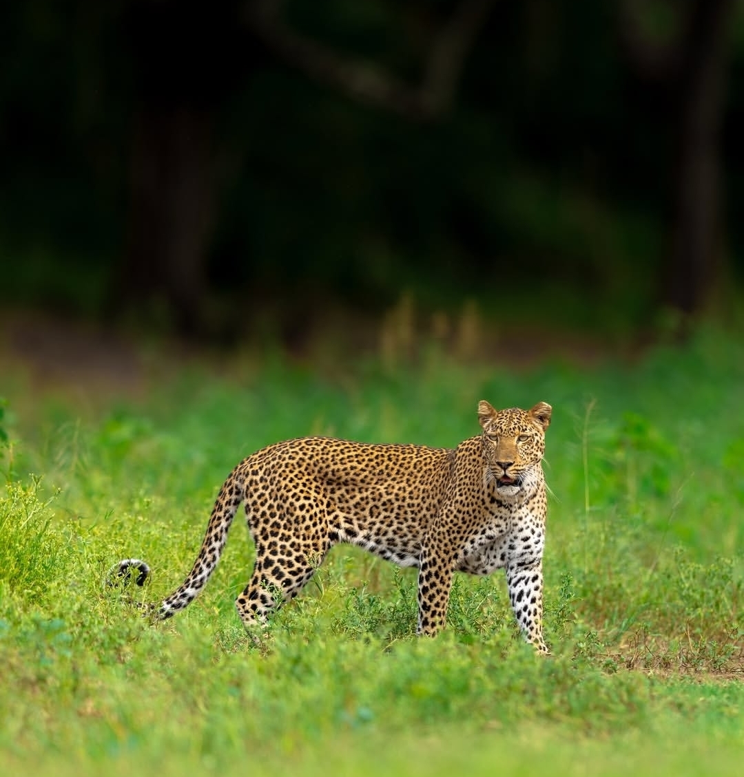 Leopard standing in green cover