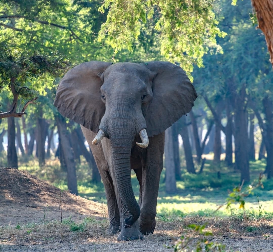 Elephant walking through woodland