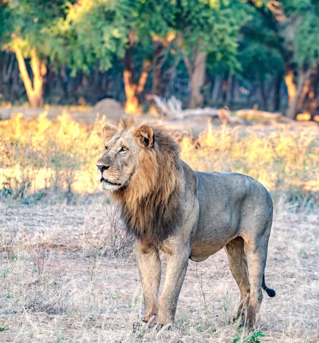 Male lion standing in warm safari light