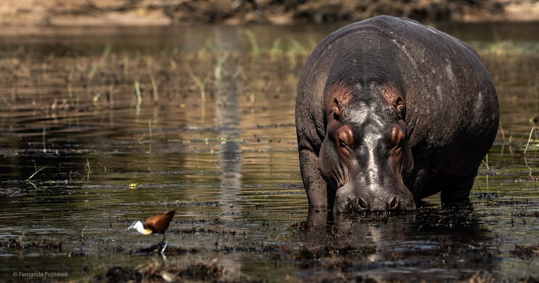 Hippo in water for Botswana delta and river safari planning