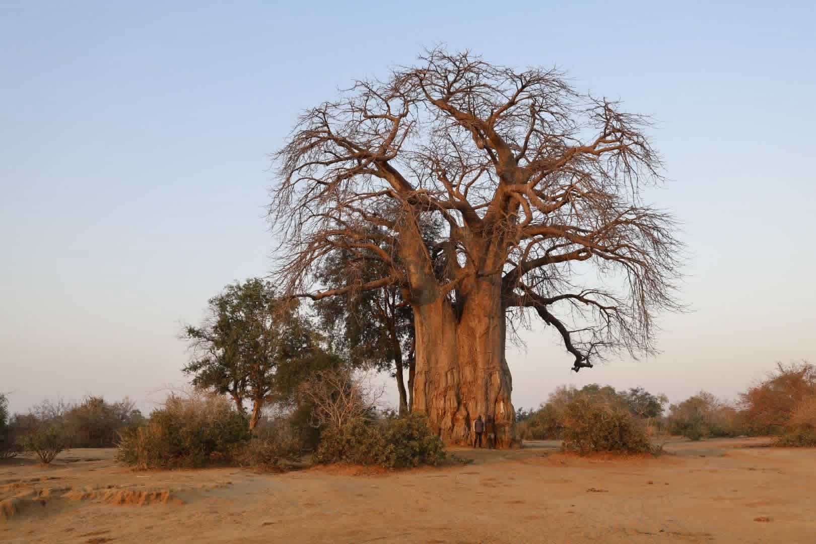 Dry-country baobab landscape for desert and coast extensions