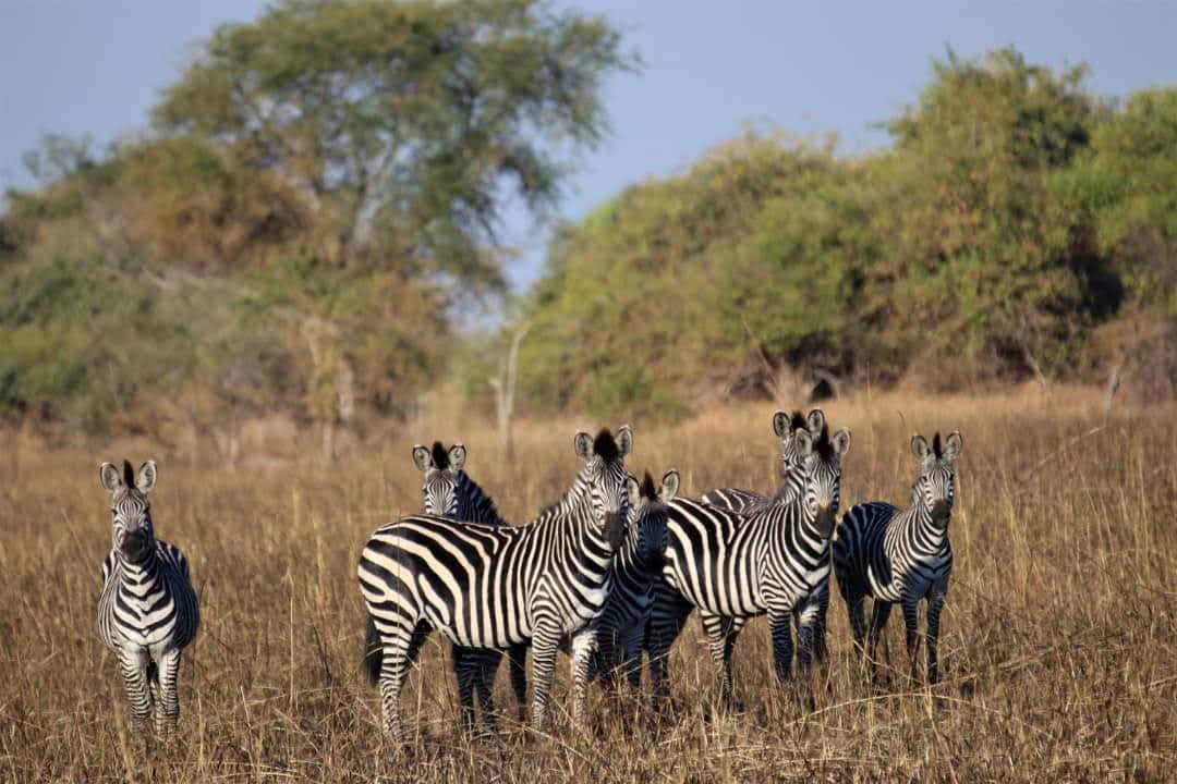 Zebra in open grassland for wide-horizon Zambia safari routes