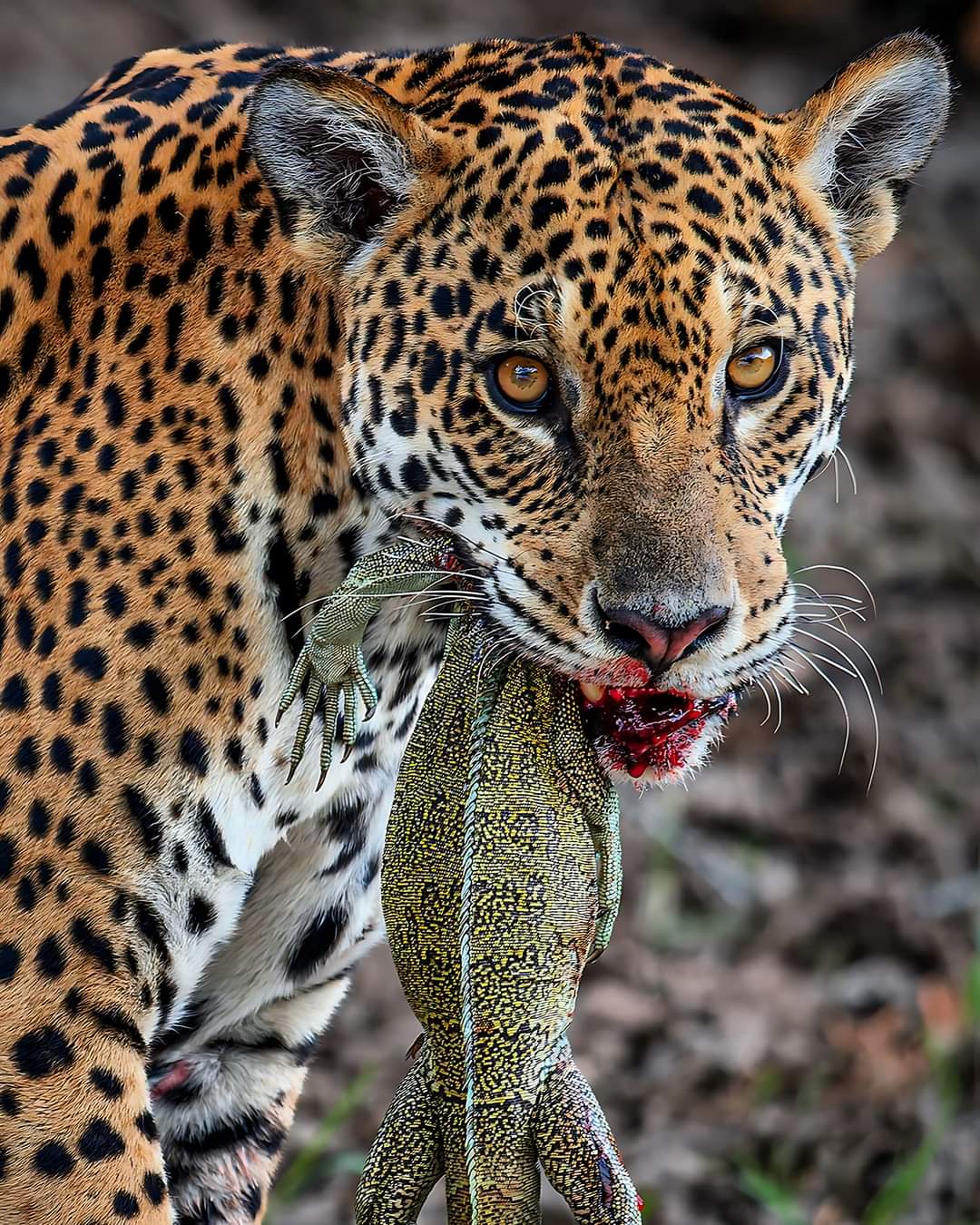 Leopard sighting for remote North Luangwa safari planning