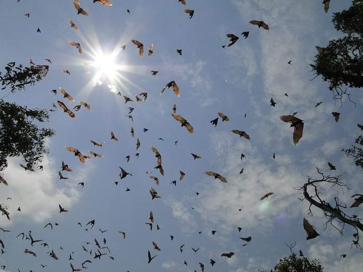 Fruit bats moving across the sky