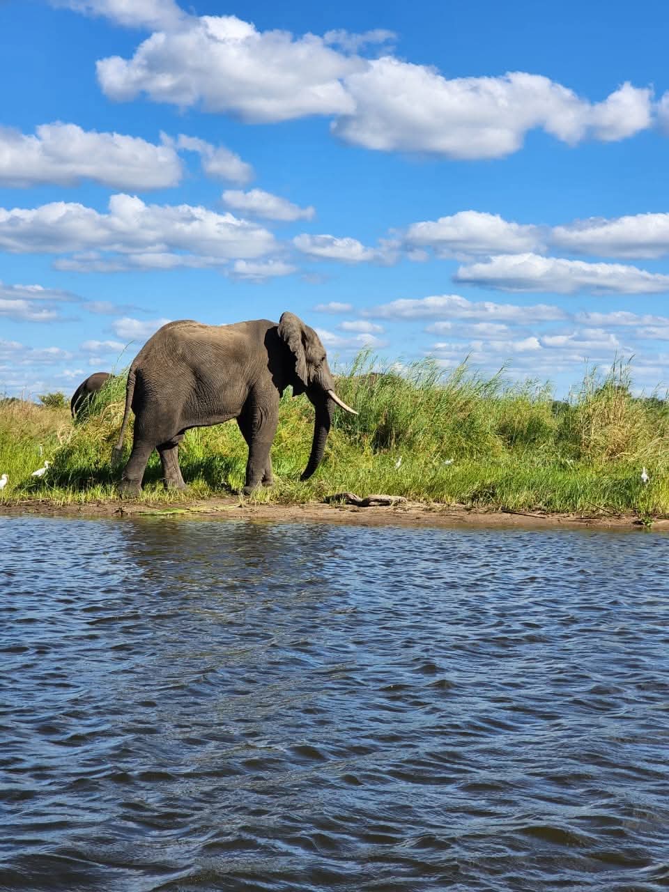 Elephant moving through river country on a Zambia safari route
