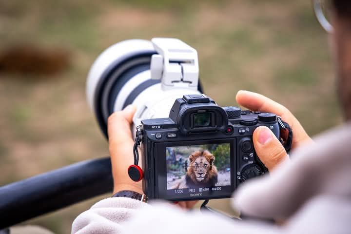 Camera screen focused on a safari sighting